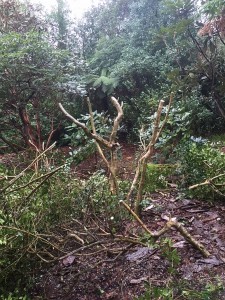 tidy up in the Auklandii Garden