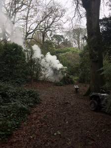 tidy up in the Auklandii Garden