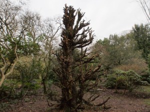 large yew