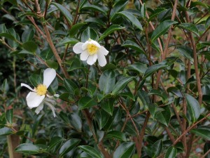 Camellia sasanqua ‘Narumigata’