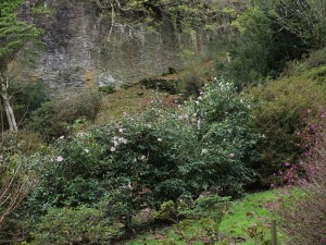 Camellia x williamsii ‘J C Williams’ hedge
