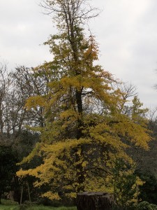 Ginkgo biloba