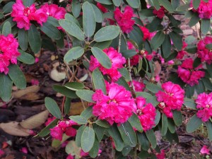 Rhododendron ‘Winter Intruder’