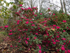 Rhododendron ‘Winter Intruder’