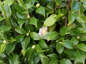 CAMELLIA ‘Jurys Yellow’