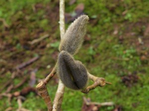 magnolia buds outside the Back Yard