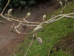 magnolia buds outside the Back Yard