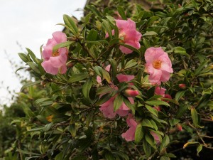 Camellia saluenensis