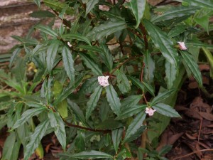 Daphne bholua ‘Jacqueline Postill’