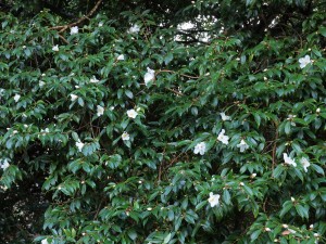 Camellia ‘Cornish Snow’