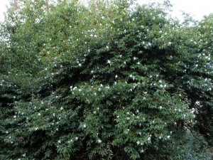 Camellia ‘Cornish Snow’