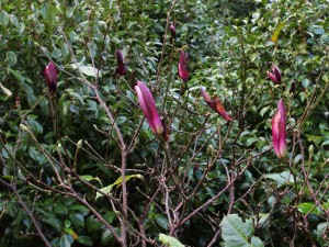 Magnolia lilliflora ‘Nigra’