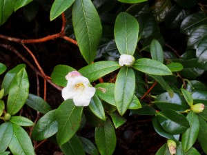 Rhododendron ‘Countess of Haddington’