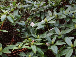 Rhododendron ‘Countess of Haddington’