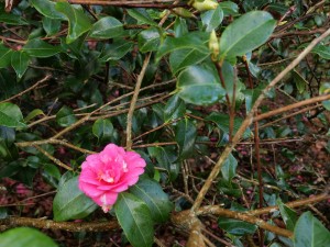 Camellia x williamsii ‘George Blandford’