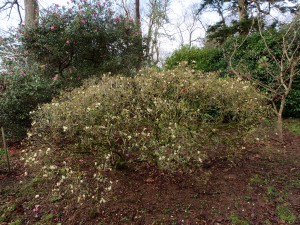 Rhododendron ‘Chink’