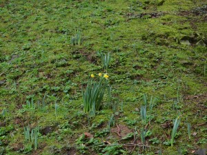 the first ‘wild’ daffodils