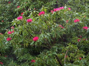 Rhododendron ‘Cornish Red’