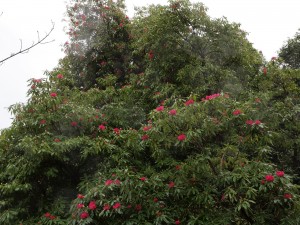 Rhododendron ‘Cornish Red’