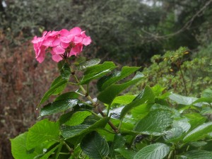 Hydrangea ‘Geoffrey Chadbund’