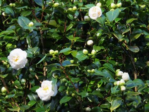 Camellia ‘Jurys Yellow’