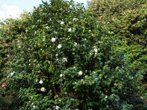 Camellia ‘Jurys Yellow’