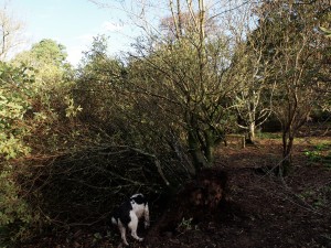 Rhododendron ‘Penvose’