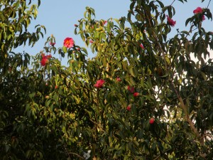 Camellia reticulata ‘Mary Williams’