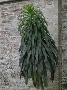 Echium pinnifolium