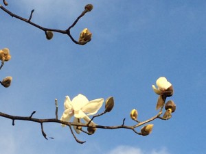 Magnolia campbellii var alba ‘Strybing White’