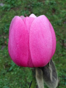 Magnolia campbellii ‘Lamellyn Pink’