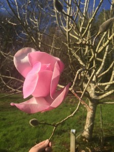 Magnolia mollicomata ‘Sidbury’