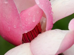 Magnolia campbellii ‘Sidbury’