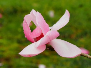 Magnolia campbellii ‘Sidbury’