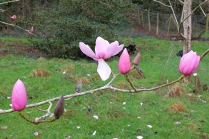 Magnolia campbellii ‘Sidbury’