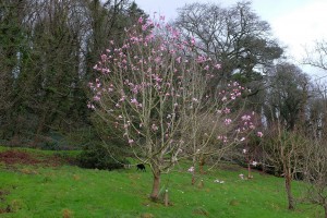 Magnolia campbellii ‘Sidbury’