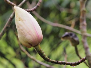 Magnolia ‘Peter Smithers’