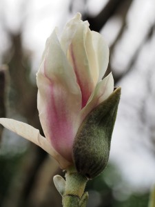 Magnolia soulangeana ‘Alba Superba’