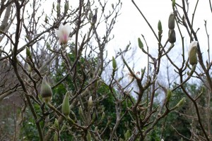 Magnolia soulangeana ‘Alba Superba’
