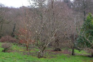 Magnolia soulangeana ‘Alba Superba’