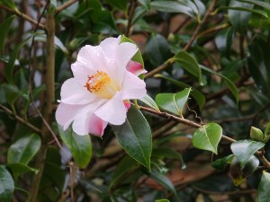 Camellia ‘Salutation’