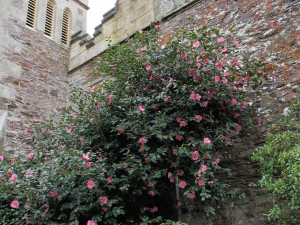 Camellia x williamsii ‘Mary Jobson’