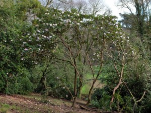 Rhododendron calophytum