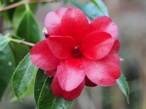 Camellia ‘Black Magic’