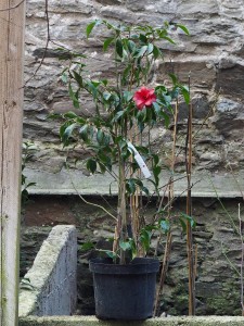 Camellia ‘Black Magic’