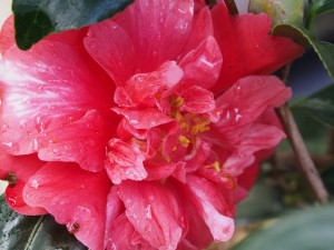 Camellia ‘Memphis Belle’