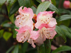 Rhododendron ‘Bo-Peep’ (pink form)