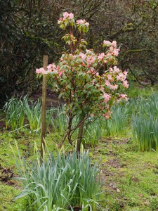 Rhododendron ‘Bo-Peep’ (pink form)