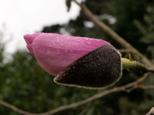 Magnolia ‘Mossmans Giant’