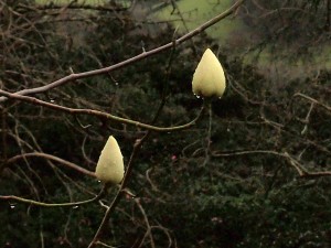 supposedly ‘yellow’ Magnolia campbellii